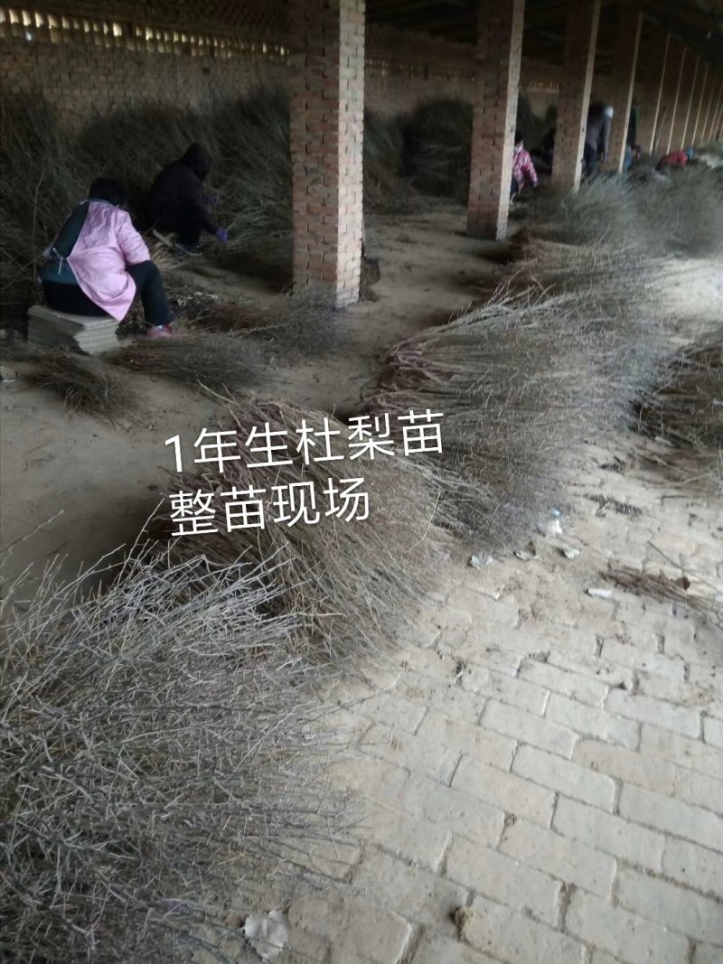 1年生杜梨苗，现起苗现整理现发货，分拣精细，规格齐全。