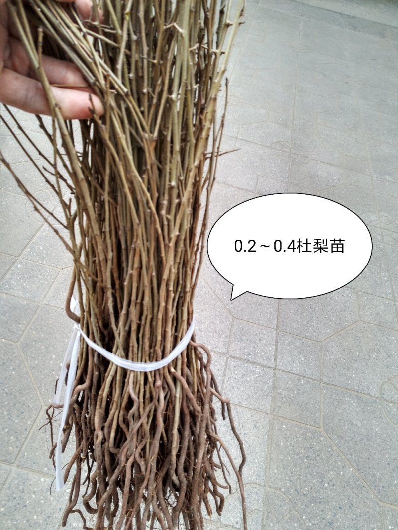 1年生杜梨苗，现起苗现整理现发货，分拣精细，规格齐全。