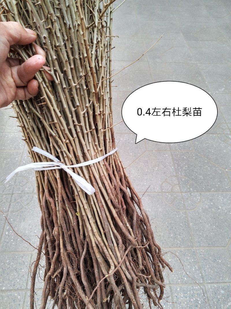 1年生杜梨苗，现起苗现整理现发货，分拣精细，规格齐全。