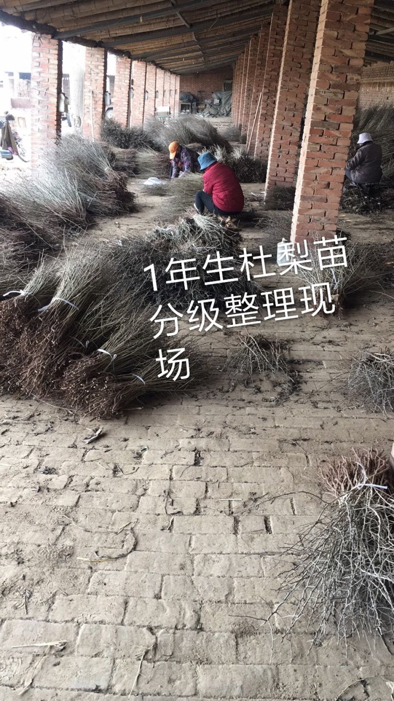 1年生杜梨苗，现起苗现整理现发货，分拣精细，规格齐全。