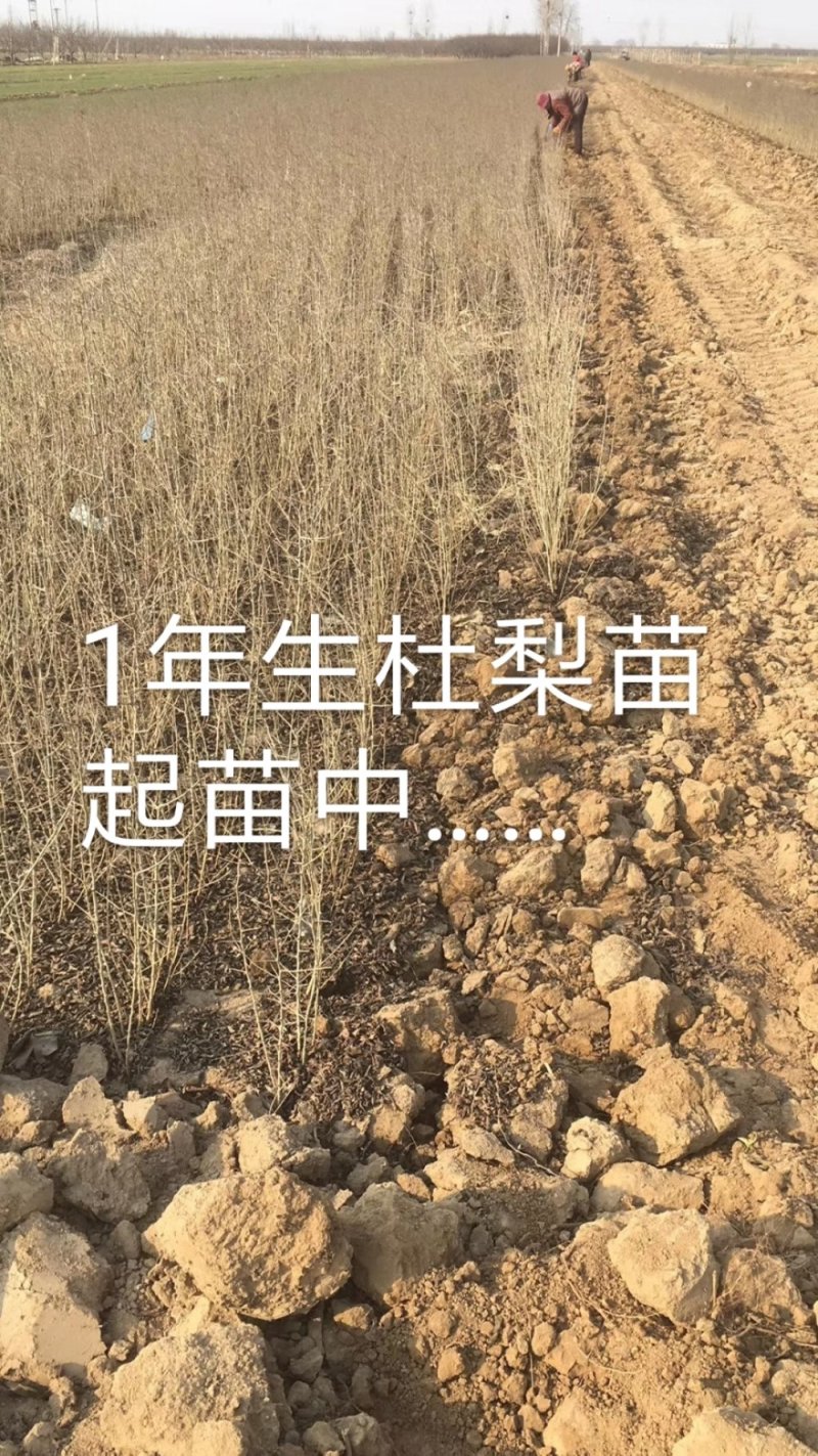 1年生杜梨苗，现起苗现整理现发货，分拣精细，规格齐全。