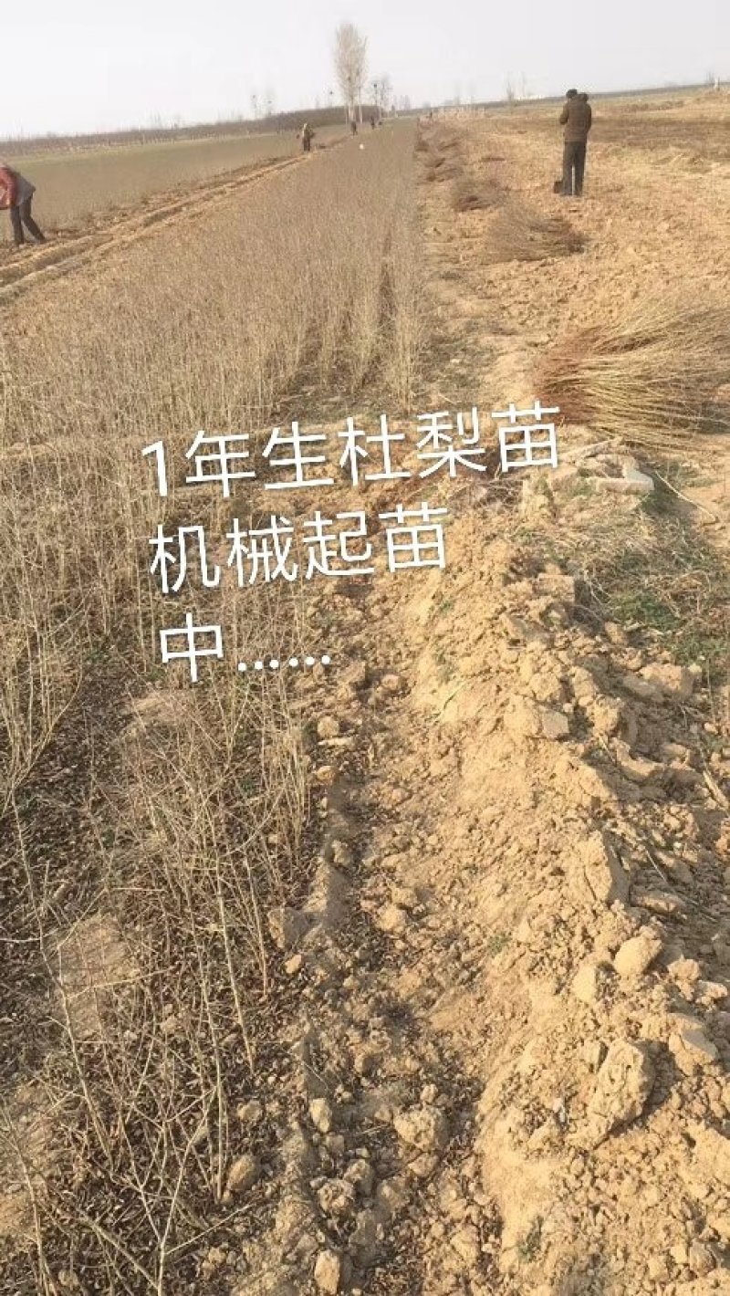 1年生杜梨苗，现起苗现整理现发货，分拣精细，规格齐全。