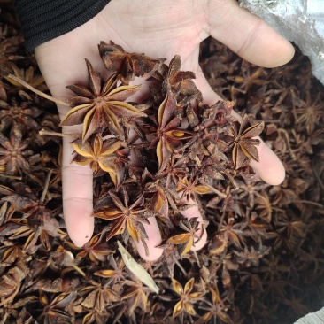 水烫大红八角