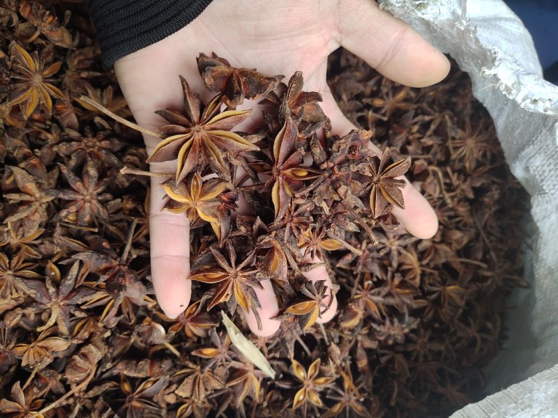 水烫大红八角