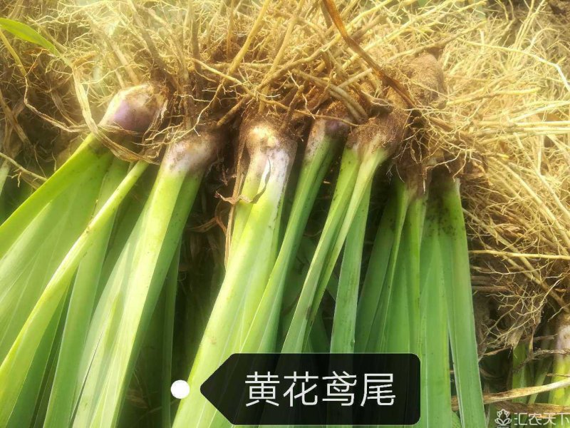 辽宁鞍山基地销售各种鸢尾，有黄花鸢尾，蓝花鸢尾，紫花鸢尾