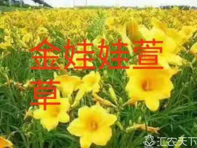 萱草，红花萱草，多年生宿根花卉，移栽易成活，