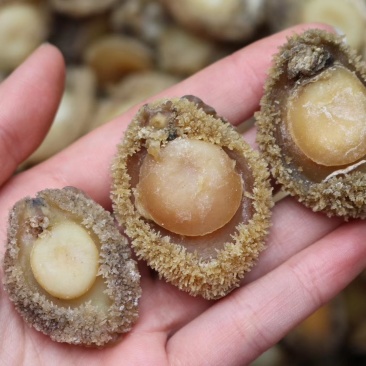 精选70头南非鲍足干香味浓特级品质肉质弹牙最高性价比