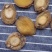 精选70头南非鲍足干香味浓特级品质肉质弹牙最高性价比
