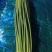 金乡红帽蒜薹，，精品蒜苔1斤1把标准包，代发全国市场电商