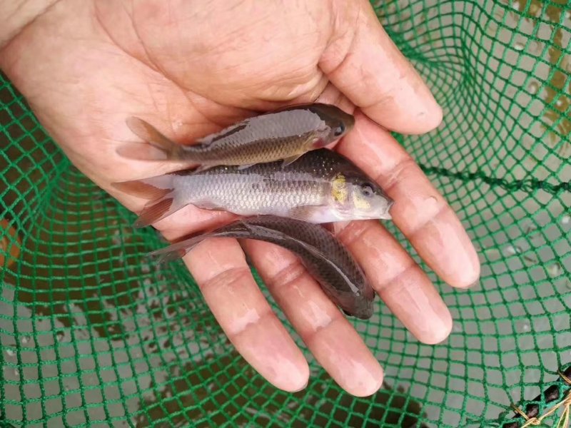 鲤魚苗禾花鲤苗建鲤鱼苗超低价全国包邮