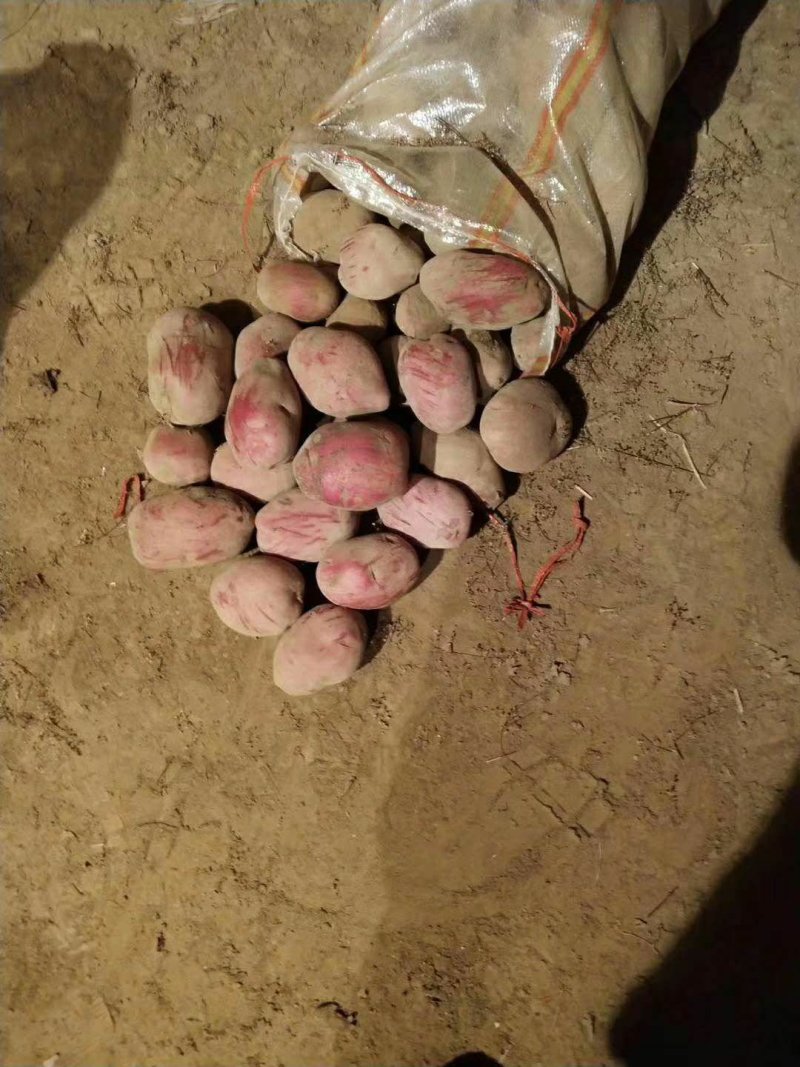 精品优质青薯九号土豆中货加商品薯大量出库中
