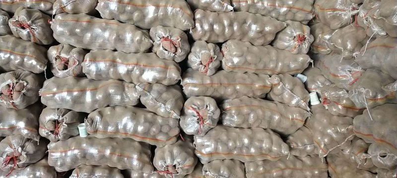 精品优质青薯九号土豆中货加商品薯大量出库中