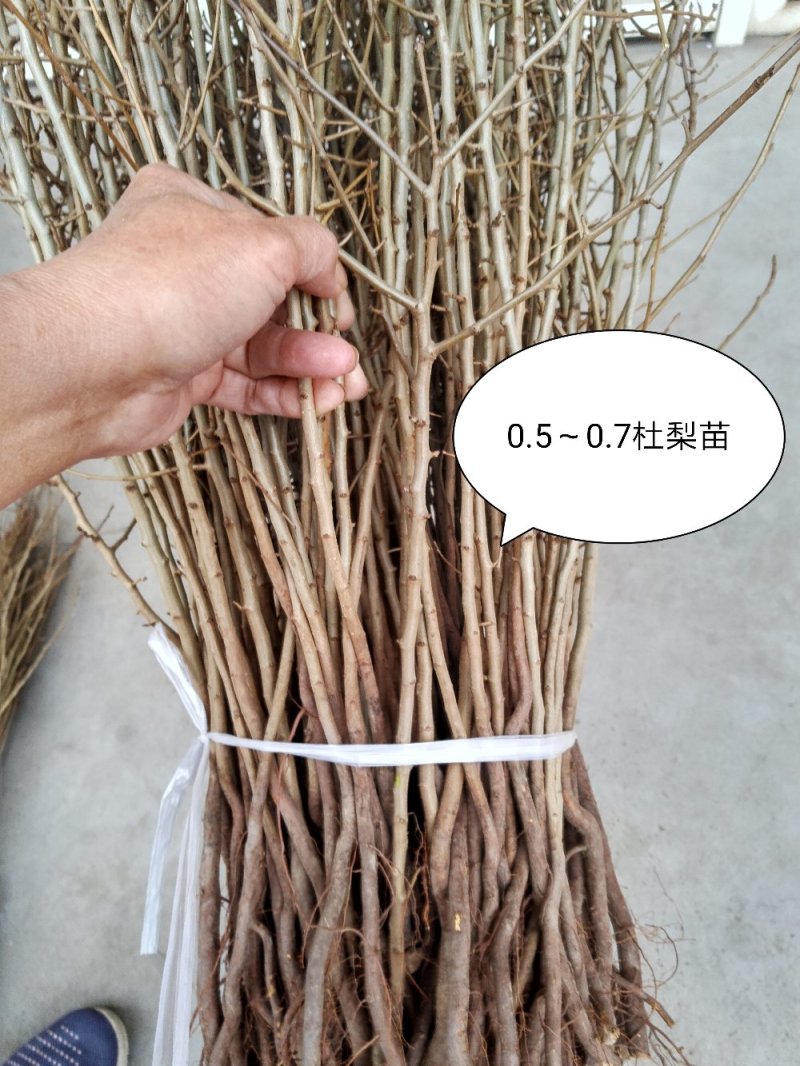1年生杜梨苗，现起苗现整理现发货，分拣精细，规格齐全。