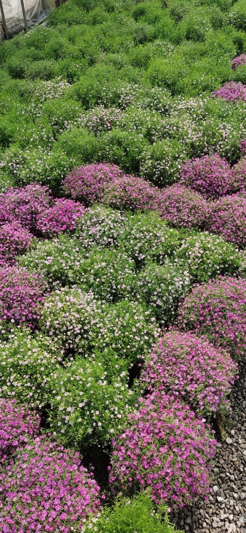 满天星婚纱满天星盆栽绿植批发量大