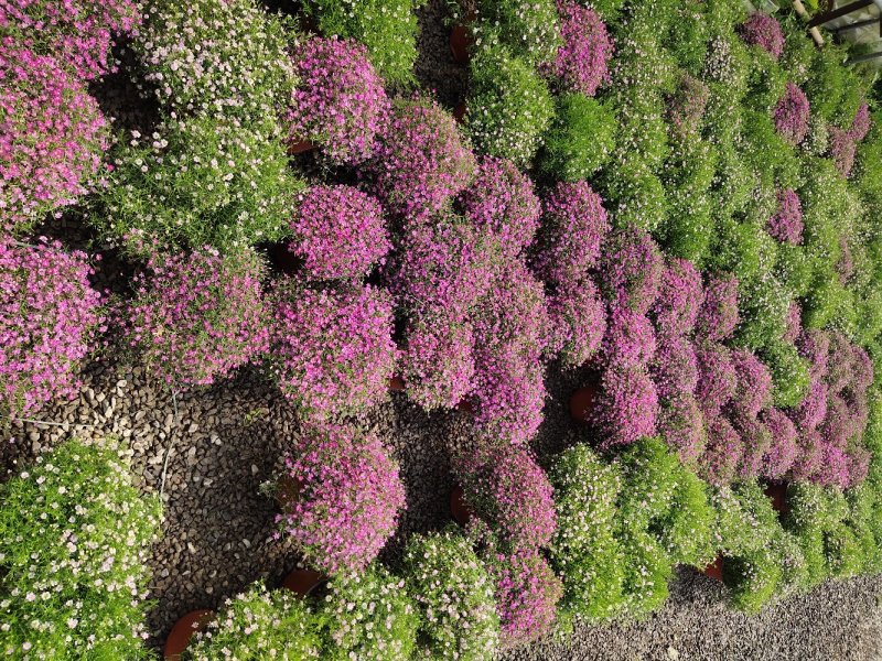 满天星婚纱满天星盆栽绿植批发量大