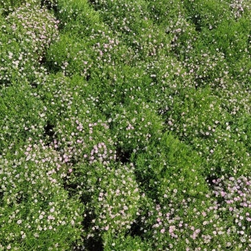 满天星婚纱满天星盆栽绿植批发量大