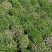 满天星婚纱满天星盆栽绿植批发量大