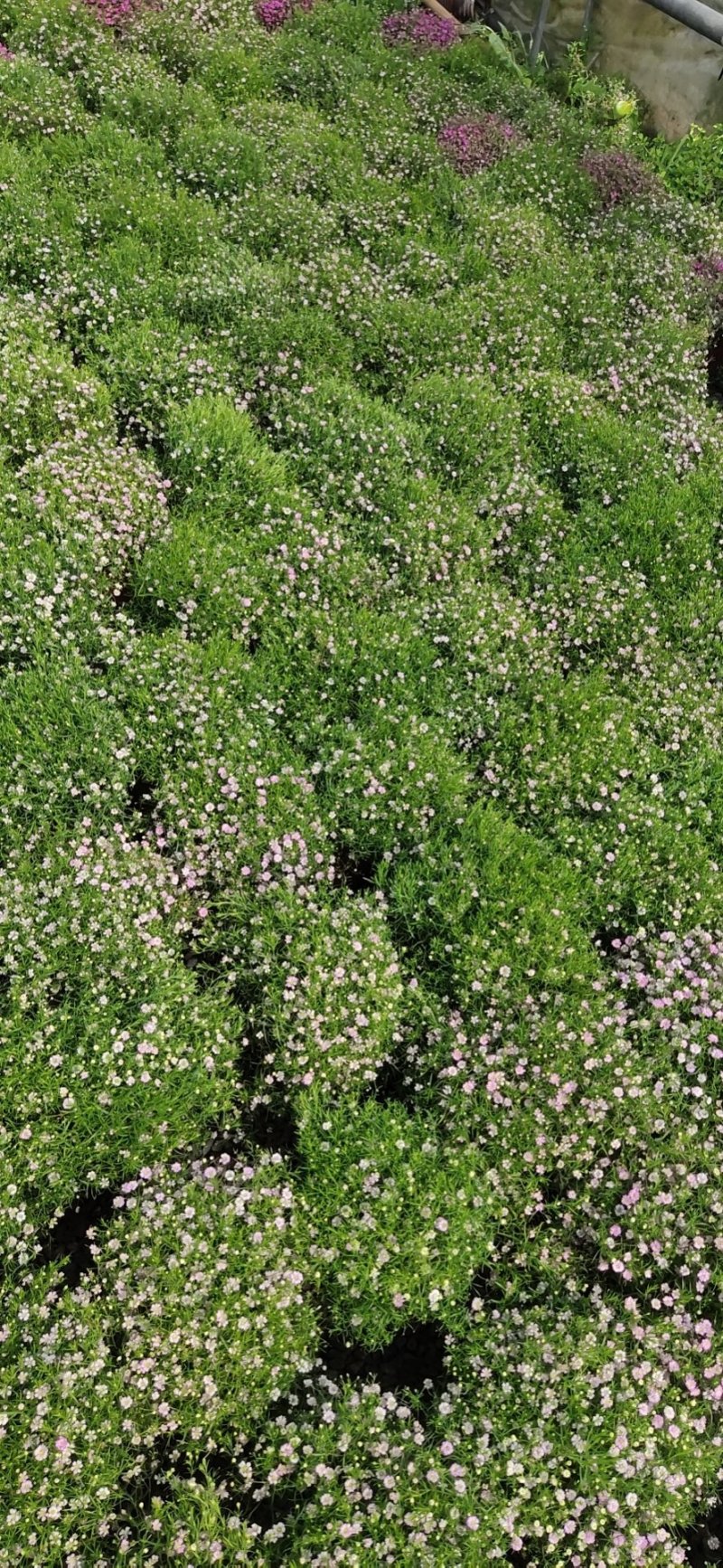 满天星婚纱满天星盆栽绿植批发量大