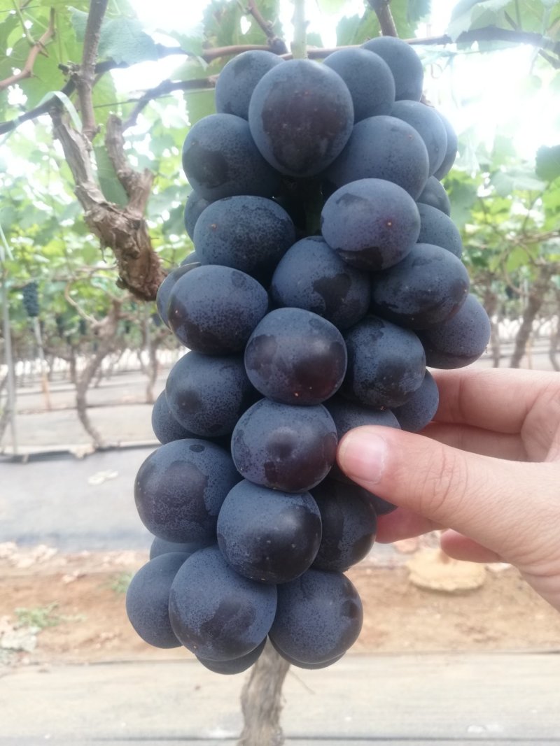 云南夏黑，黑提，也大量上市