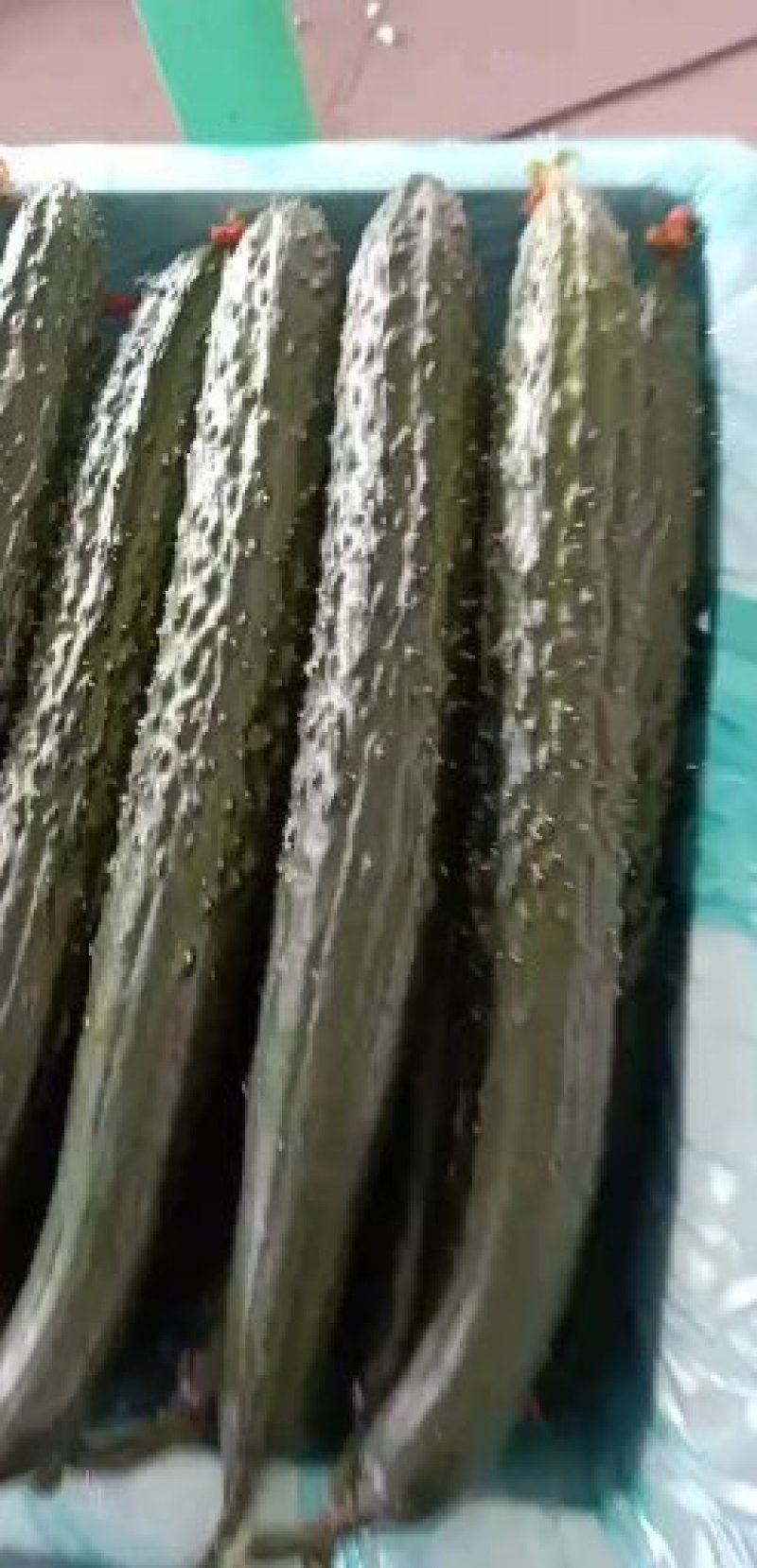 【优质】精选沂南密刺亮条黄瓜条形好量大价优代发全国