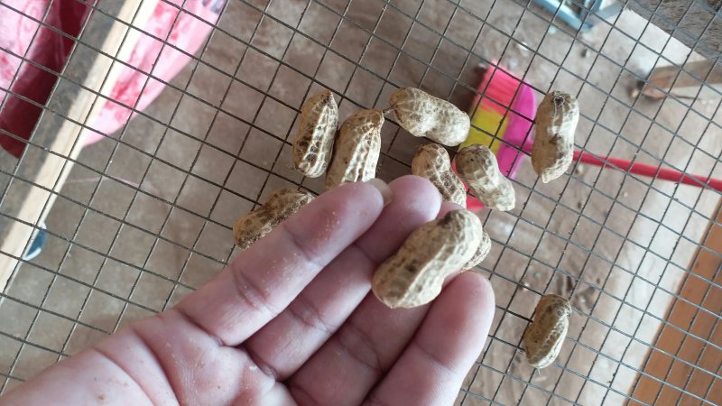 广东两颗粒白米花生，沙地鲜货，颗粒均匀饱满，精挑细选。