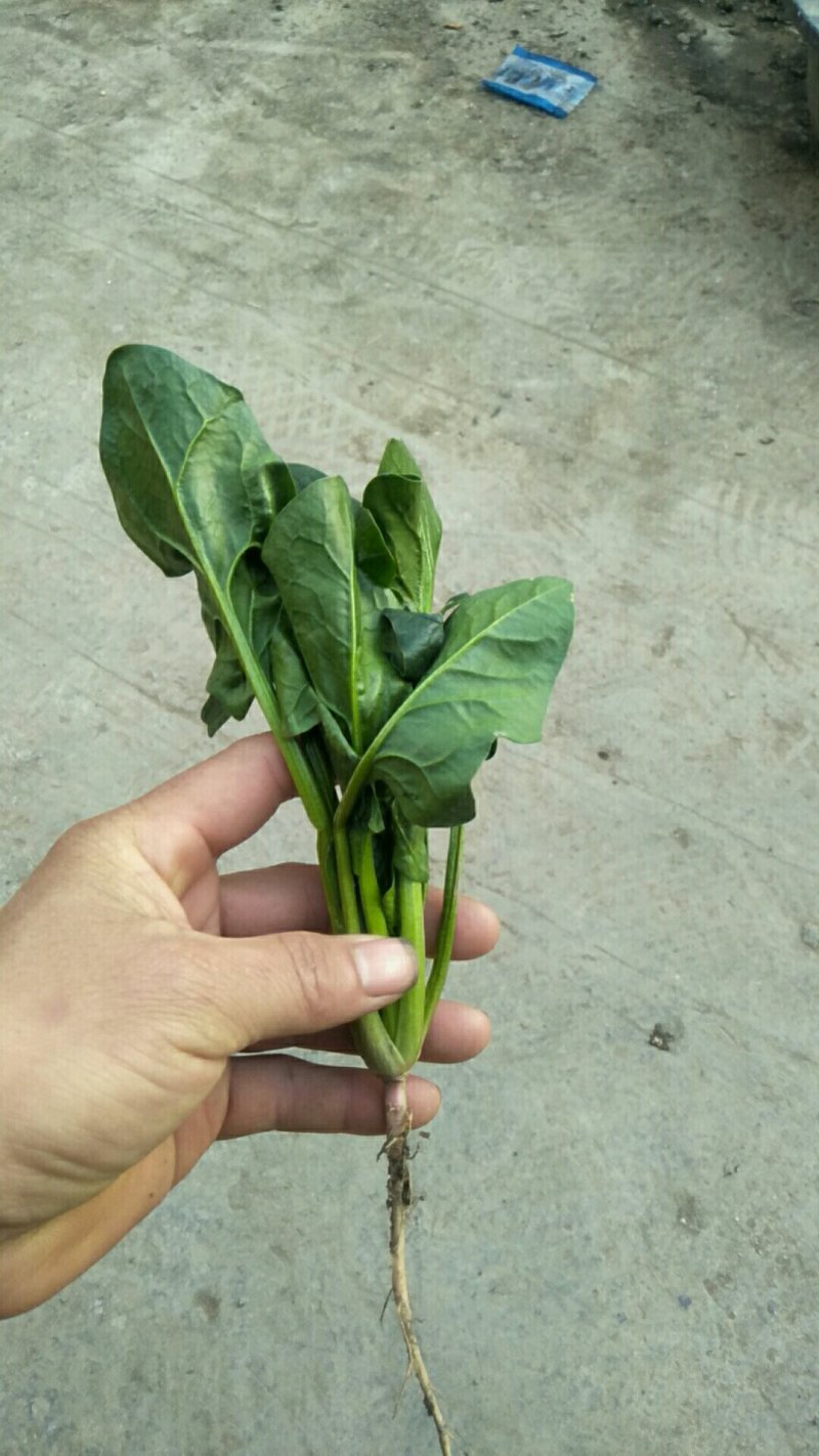 波菜