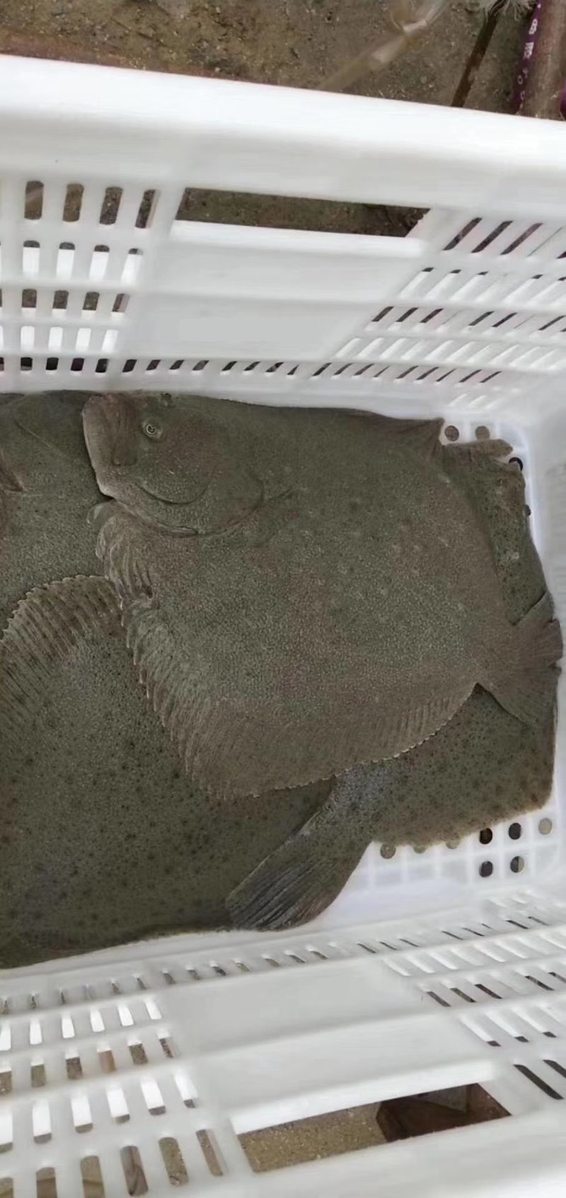 多宝鱼