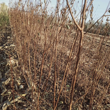 新品种梨树苗规格全量大