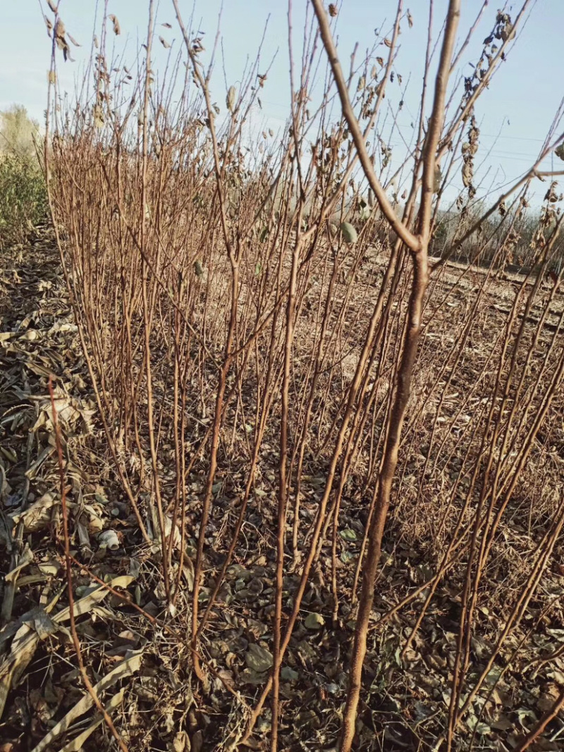 新品种梨树苗规格全量大