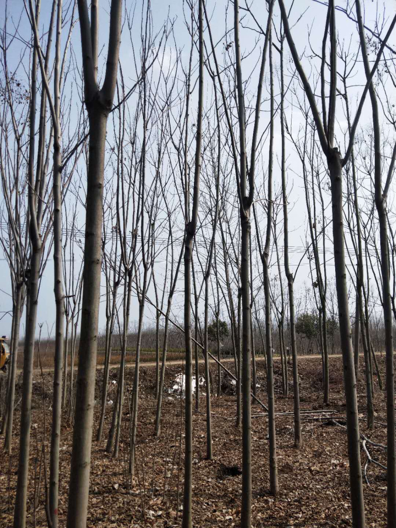 江苏优质栾树10公分一20公分基地直销量大从优