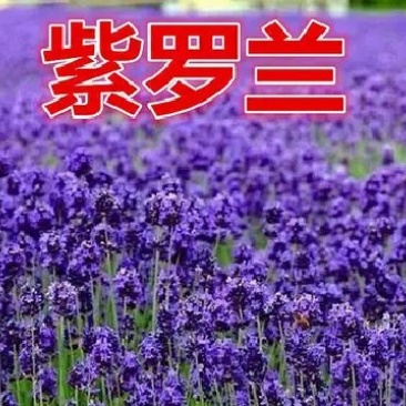 进口紫罗兰种子四季播春播室内阳台盆栽绿植易种花卉种