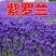 进口紫罗兰种子四季播春播室内阳台盆栽绿植易种花卉种