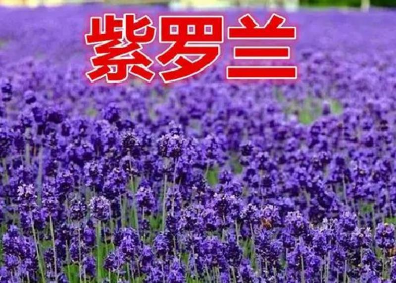 进口紫罗兰种子四季播春播室内阳台盆栽绿植易种花卉种