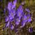 进口紫罗兰种子四季播春播室内阳台盆栽绿植易种花卉种