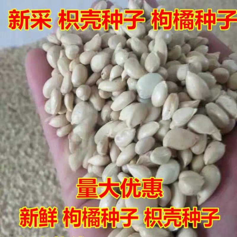 新采枸橘种子枳壳/铁篱寨/臭橘/枸橘李/枳/臭杞/橘红