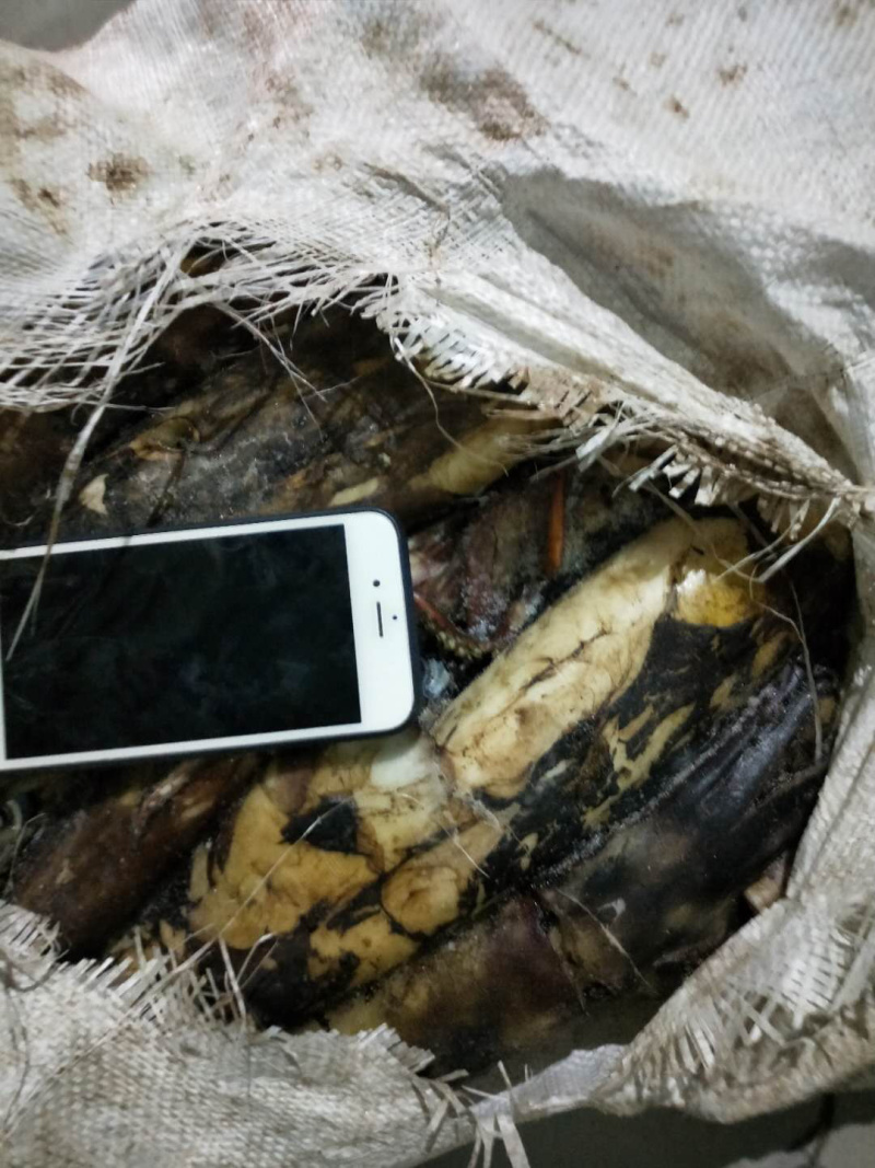 印度洋鱿鱼