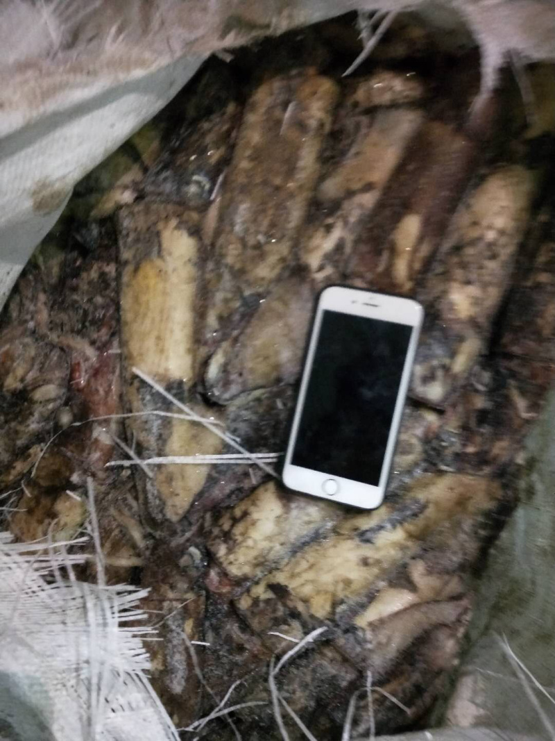 印度洋鱿鱼