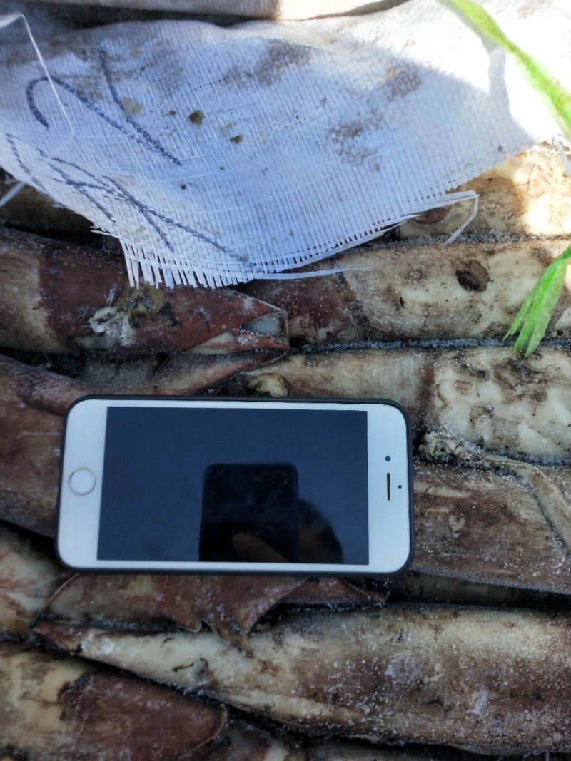 印度洋鱿鱼