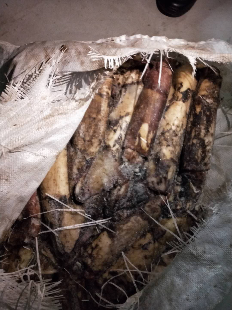 印度洋鱿鱼