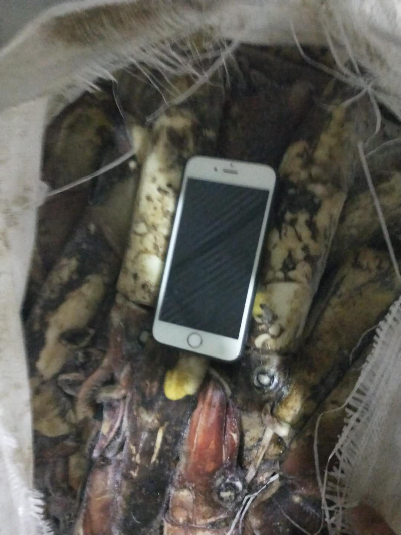 印度洋鱿鱼