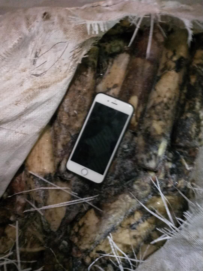 印度洋鱿鱼