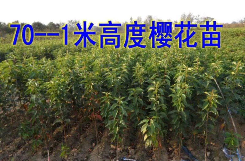 优质樱花树苗早晚樱花40到高2元