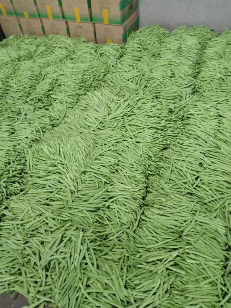 四川攀枝花米易县四季豆大量上市中！欢迎各地老板前来采购。