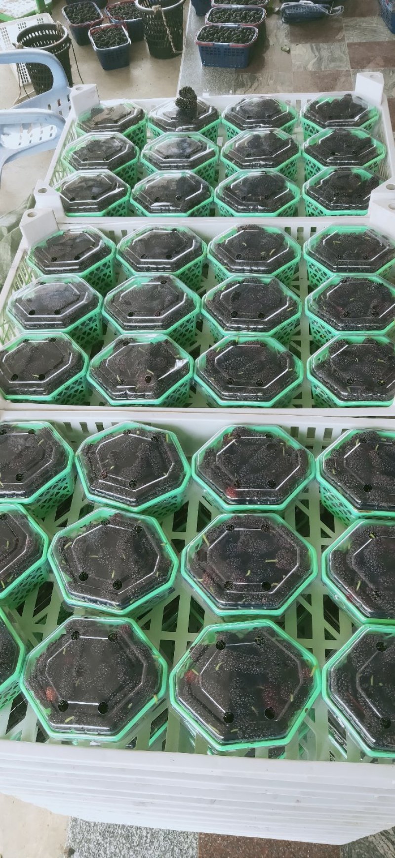 精品桑葚上市各种包装各规格都有品质保证代发全国