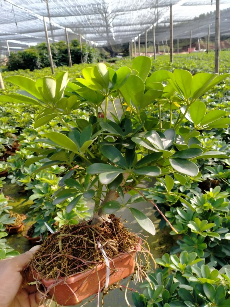盆景鸭爪木，特级，好好先生园艺