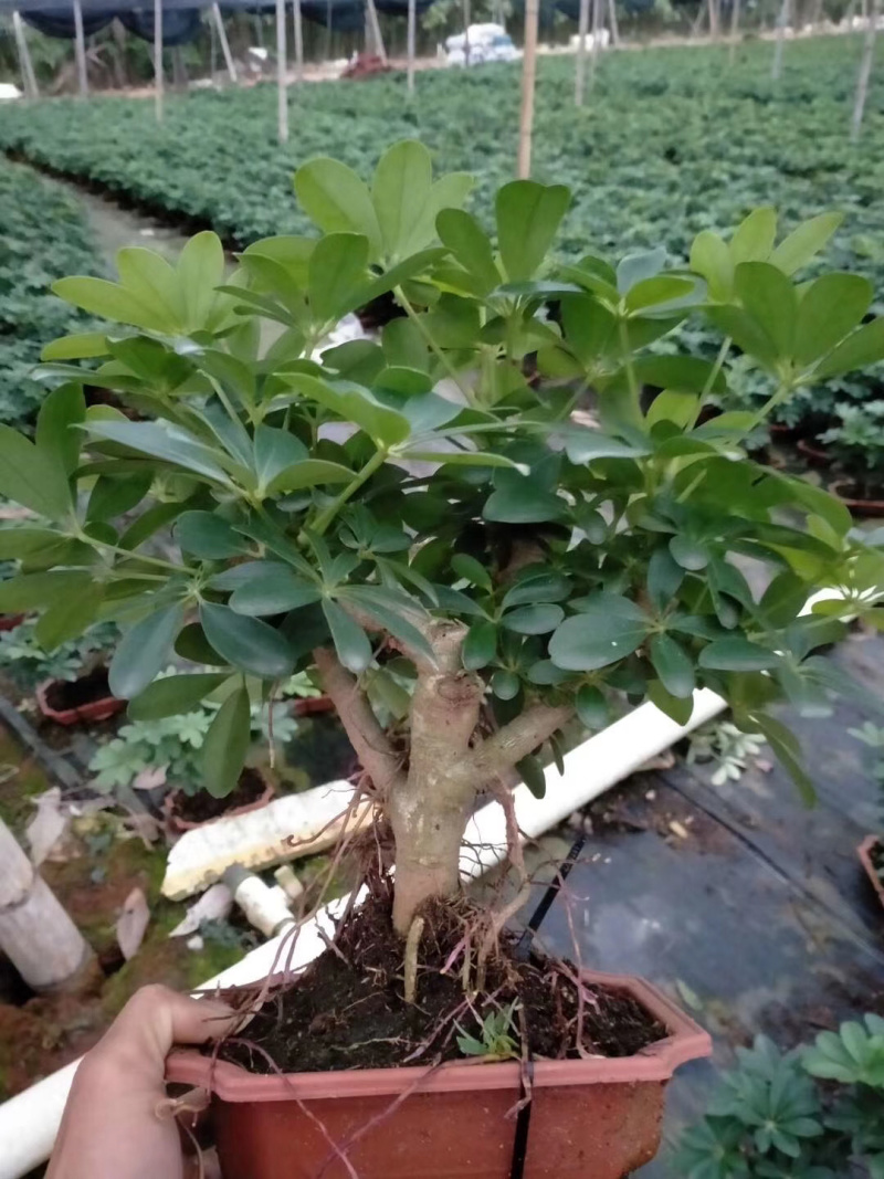 盆景鸭爪木，特级，好好先生园艺