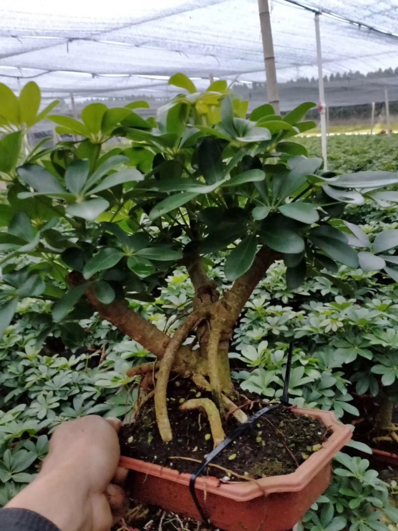 盆景鸭爪木，特级，好好先生园艺