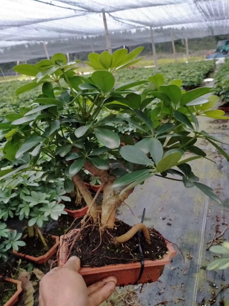 盆景鸭爪木，特级，好好先生园艺