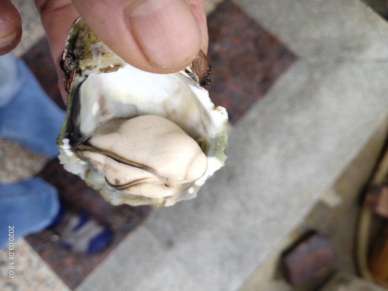 福建生蚝产地供应全壳，半壳生蚝
