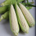 今年的最新上市的糯玉米🌽6月1号和孩子分享